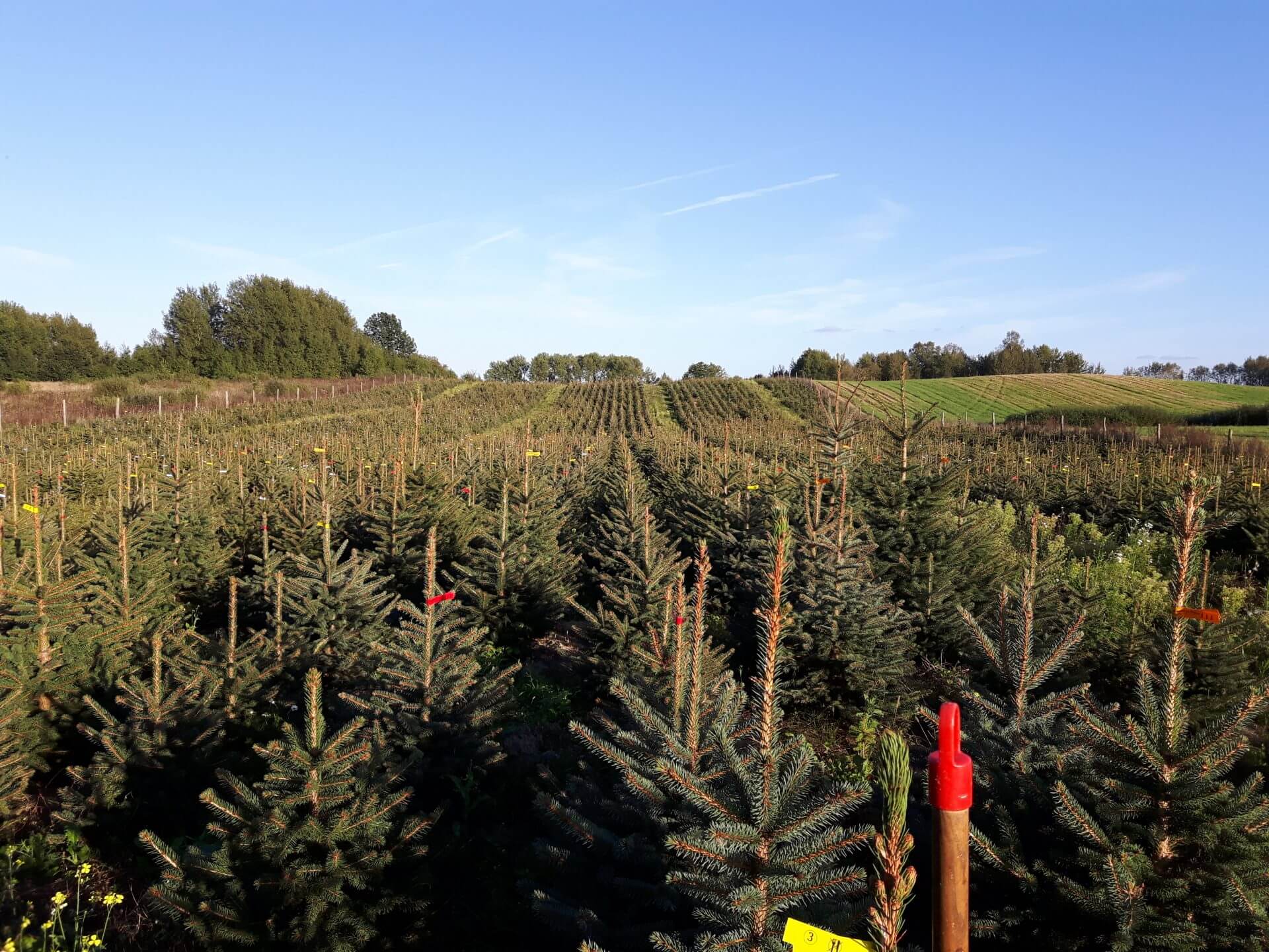 christmas tree plantations