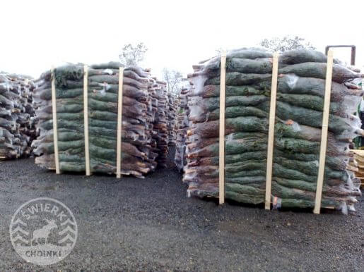 choinki cięte