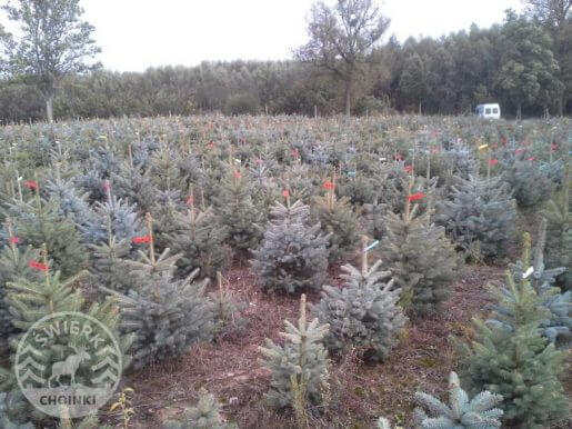 etykietowanie choinek