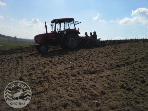 sadzenie młodej plantacji choinek