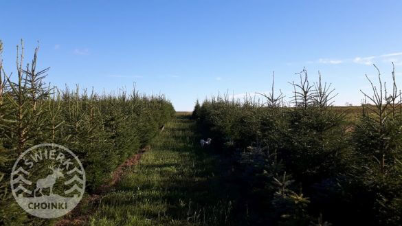 Norway spruce plantations