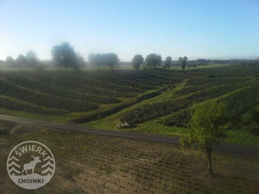 widok na plantacje