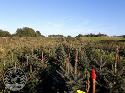 etykietowanie choinek