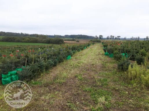 drzewka w donicach wykopane