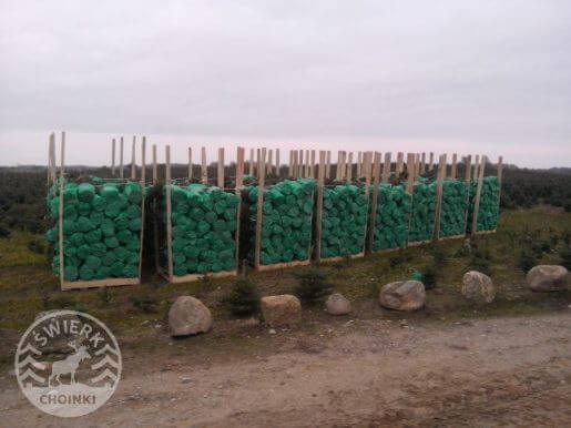 kopane choinki na paletach