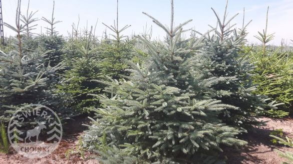 Christmas tree plantation