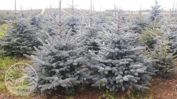 blue spruce
