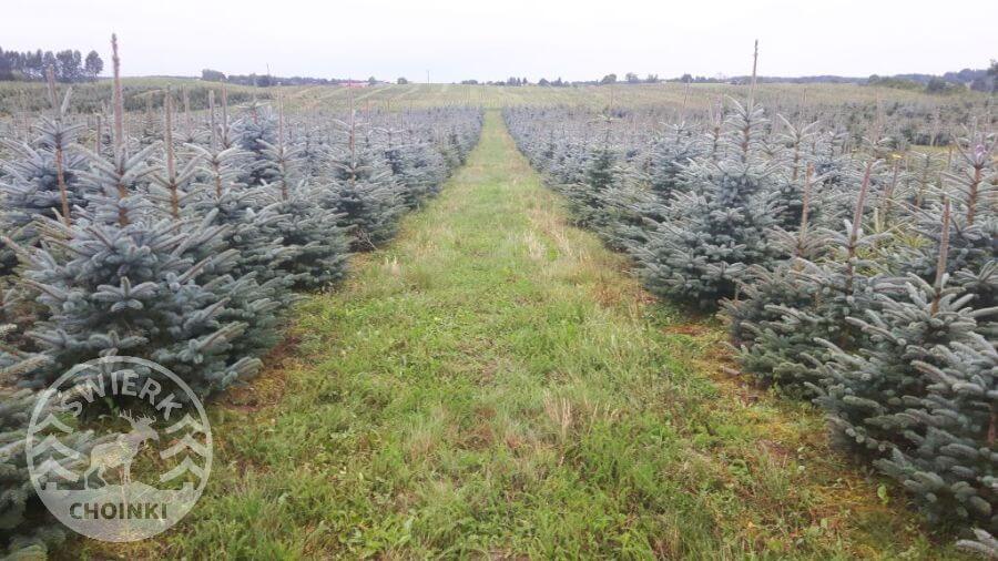 producent żywych choinek