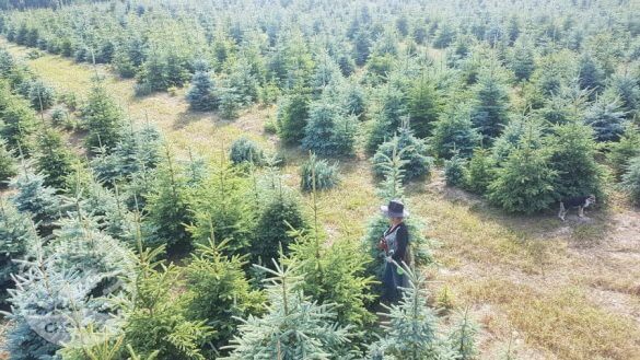 Christmas tree nursery