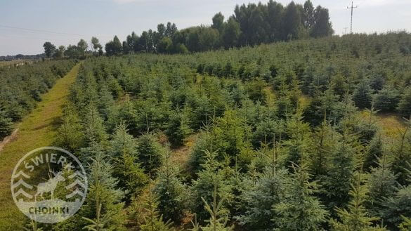polish christmas tree plantation