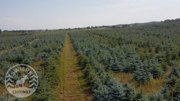 Plantation d'arbres de Noël