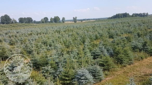 Kalėdų eglučių plantacija