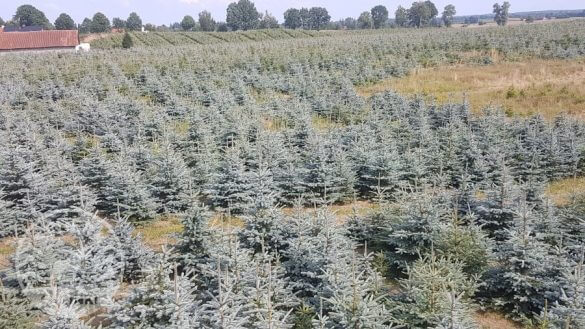 Plantație de pomi de Crăciun