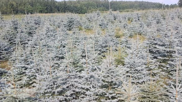 Weihnachtsbaumplantage