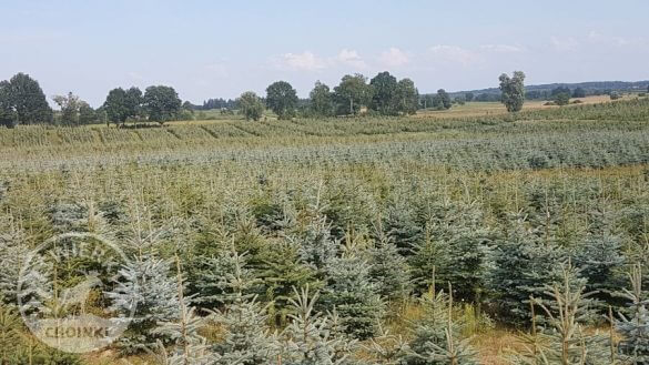 Piantagione di alberi di Natale