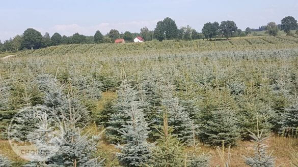 Chrëschtdag Bam Plantatioun