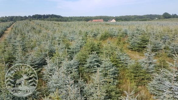 Ziemassvētku eglīšu stādījums