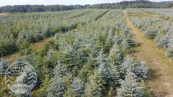 kerstboom plantage