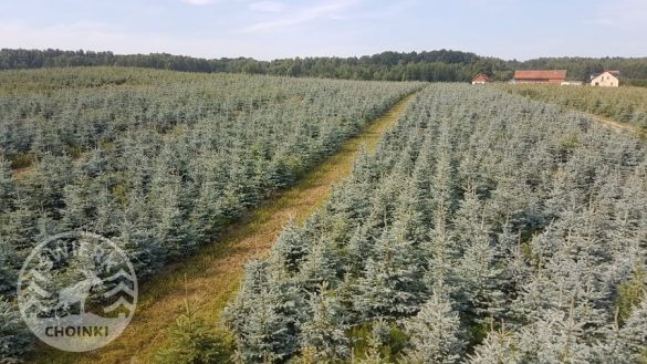 Świerk srebrny hurt