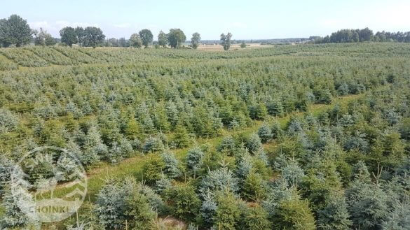 Plandáil crann Nollag