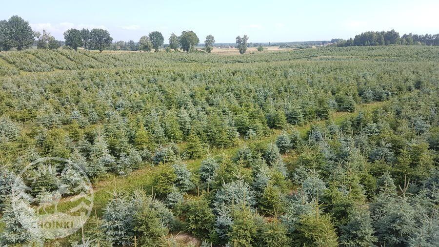 Plandáil crann Nollag