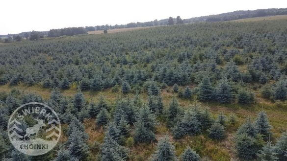 plantacion de arboles de navidad