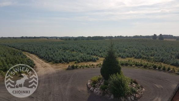 sprzedaż żywych choinek