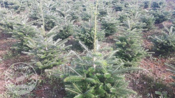 picea abies
