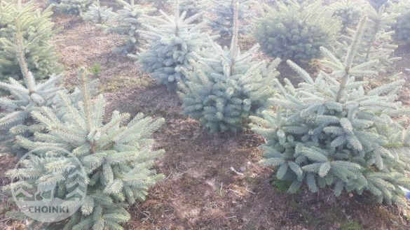 Karácsonyfa ültetvény