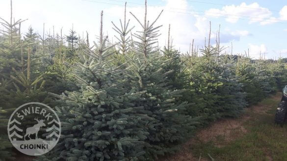 Vánoční strom plantáž