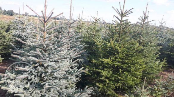 Plantáž vianočných stromčekov