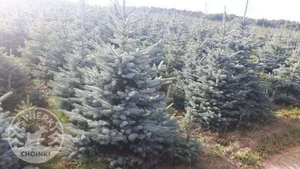 christmas tree in pot