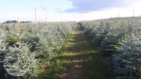 plantacja iglaków