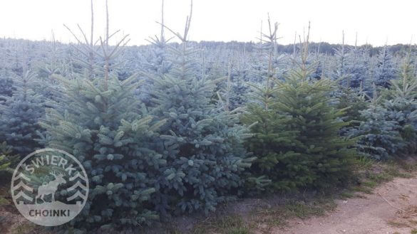 choinki warmińsko mazurskie