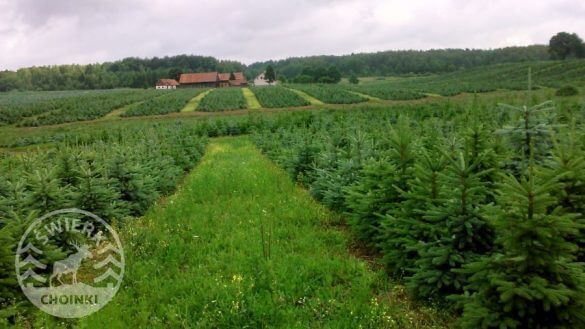 szkółka świerków