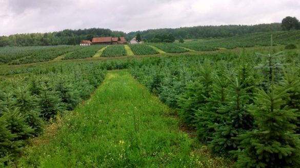 młoda plantacja