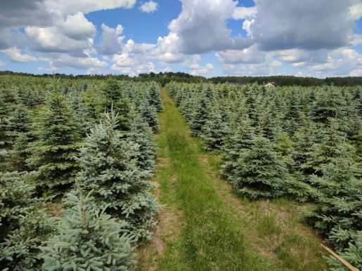 plantacja świerka srebrnego