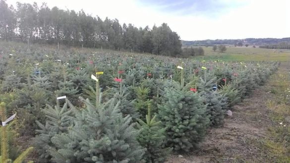 świerk srebrny hurt