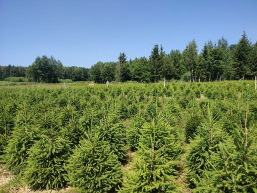 Norway spruce plantage
