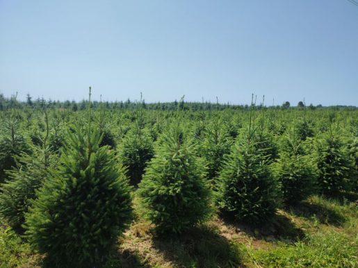 Norway spruce plantation